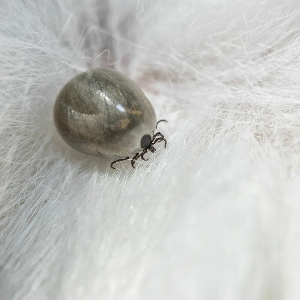 Плесневые клещи как выглядят Michigan Tick Talk: Why Ticks And Pets Don’t Mix - Union Lake Veterinary Hospita