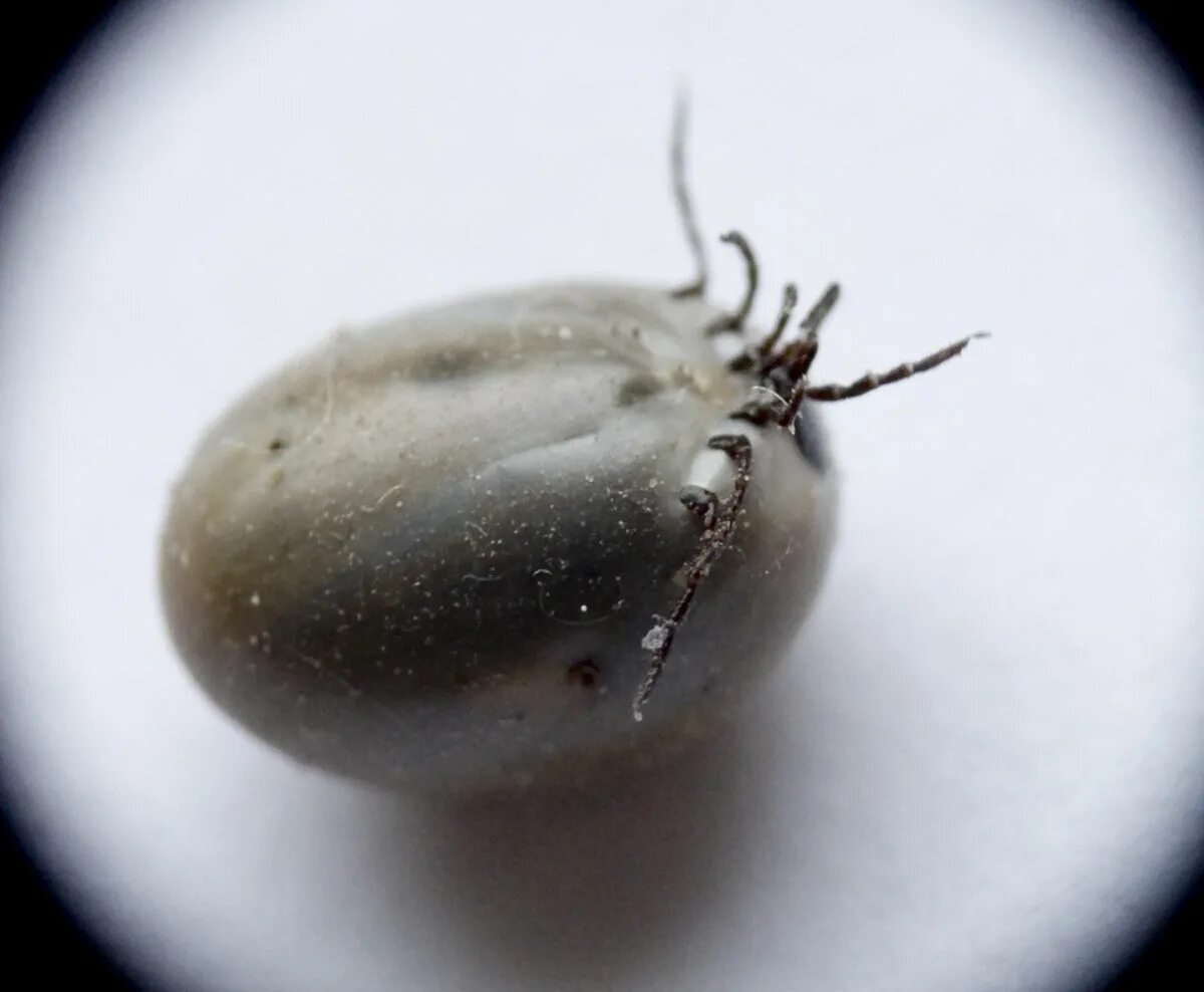 Плесневые клещи как выглядят Файл:Swollen tick-SteveFE.jpg - Вікіпедія
