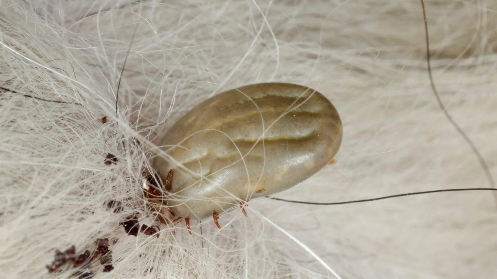 Плесневые клещи как выглядят Lyme Disease Fears As One Third Of UK Dogs Are Carrying A Tick UK News Sky News