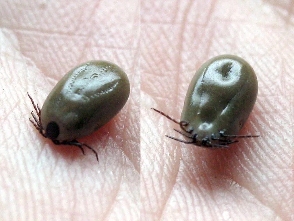 Плесневые клещи как выглядят Deer Tick (Ixodes scapularis) ♀ Dann Thombs Flickr
