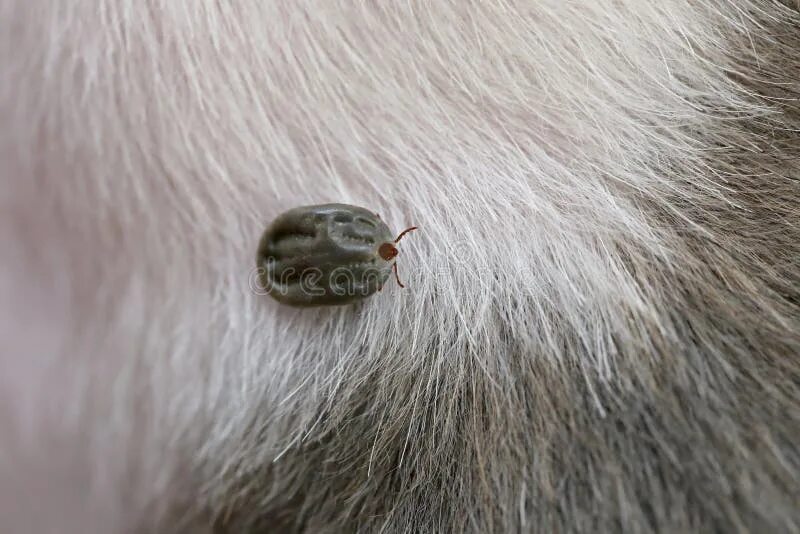 Плесневые клещи как выглядят Big Ticks on a dog. stock image. Image of canine, doggier - 74749327