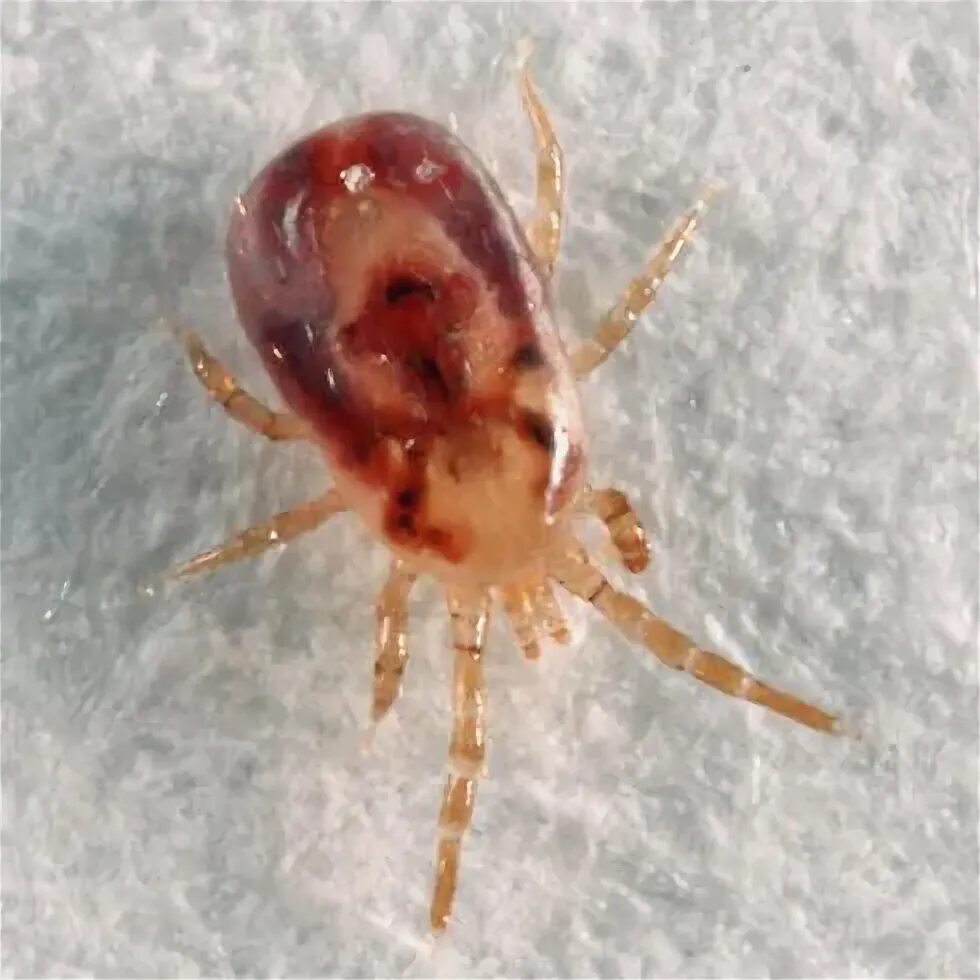 Плесневые клещи как выглядят Bird Mite Identification, Prevention, and Treatment NY