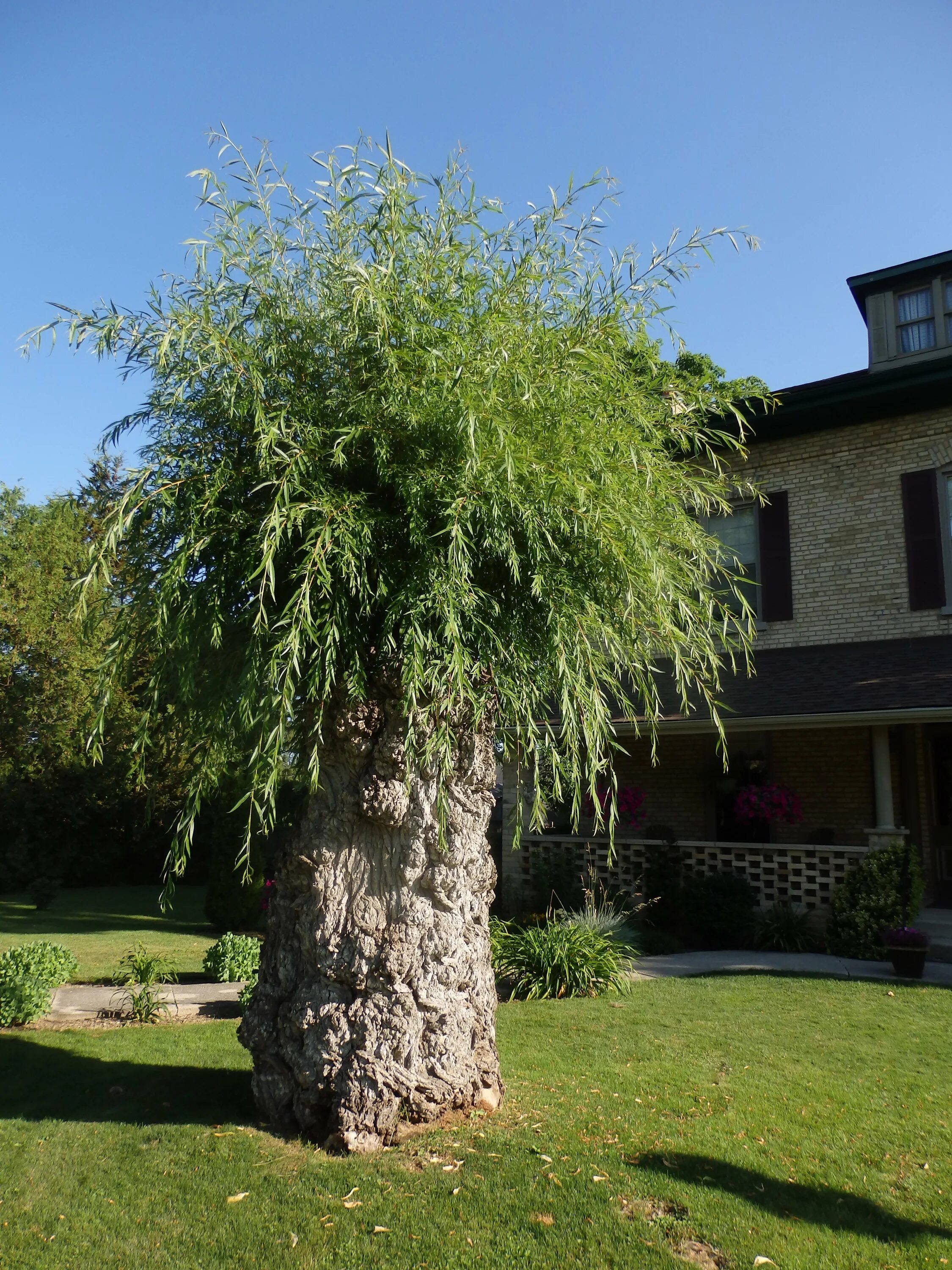 Плетеная ива дерево фото File:The Neighbour's Willow Tree (27711543320).jpg - Wikimedia Commons