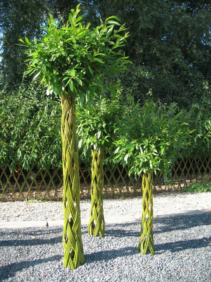 Плетеная ива дерево фото Harlekin piletræet er en klassiker indenfor levende pilekunst Garden trees, Gard