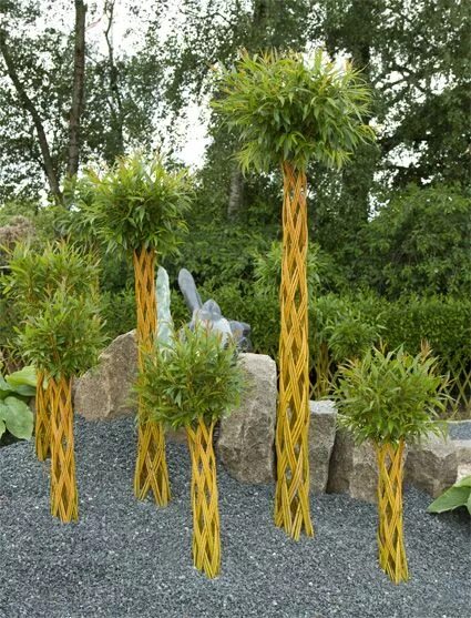 Плетеная ива дерево фото Harlekin piletræet er en klassiker indenfor levende pilekunst Willow garden, Wil