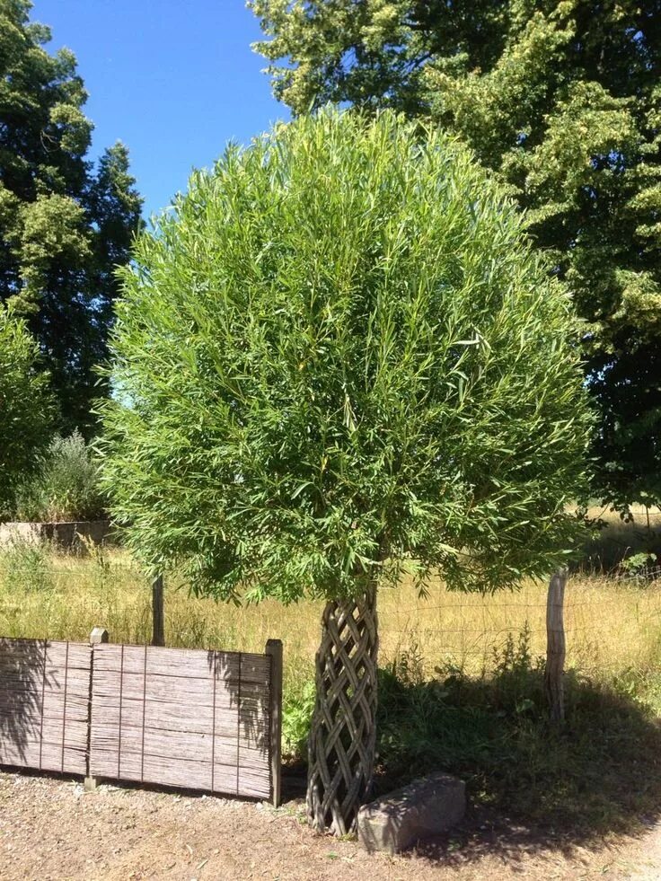 Плетеная ива фото дерево в ландшафтном osier panosundaki Pin Bahçe yatağı, Bahçe, Bahçe çitleri