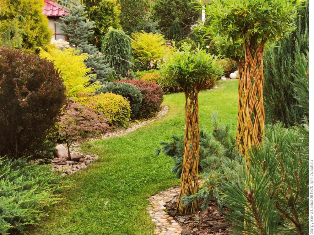 Плетеная ива фото дерево в ландшафтном Wicker willow Растения, Посадка растений, Посадка деревьев