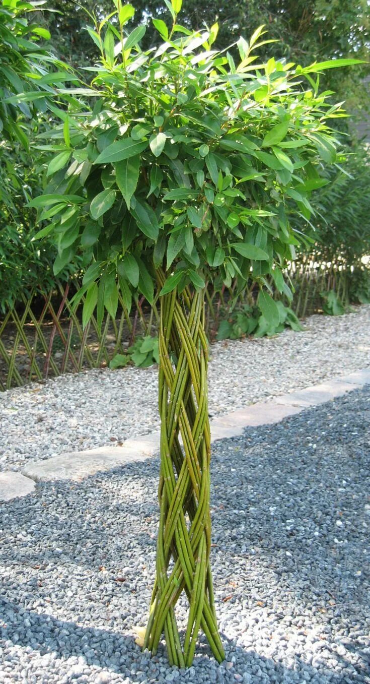 Плетеная ива фото дерево в ландшафтном Harlequin willow tree is an all time favorite within living art. Willow garden, 