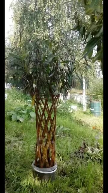 Плетеная ива фото дерево в ландшафтном Ива с плетенным стволом! Датские корни, новый, под заказ. Цена: 3 000 ₽ во Влади