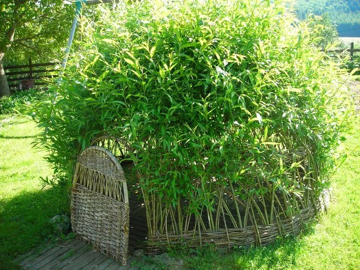 Плетеная ива фото в ландшафтном I'll try one of this in my garden Amazing gardens, Grasses garden, Hosta gardens