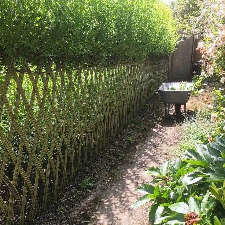 Плетеная ива фото в ландшафтном Willow with Roots Basketmakers Frith Common, Tenbury Wells, UK Willow fence, Nat