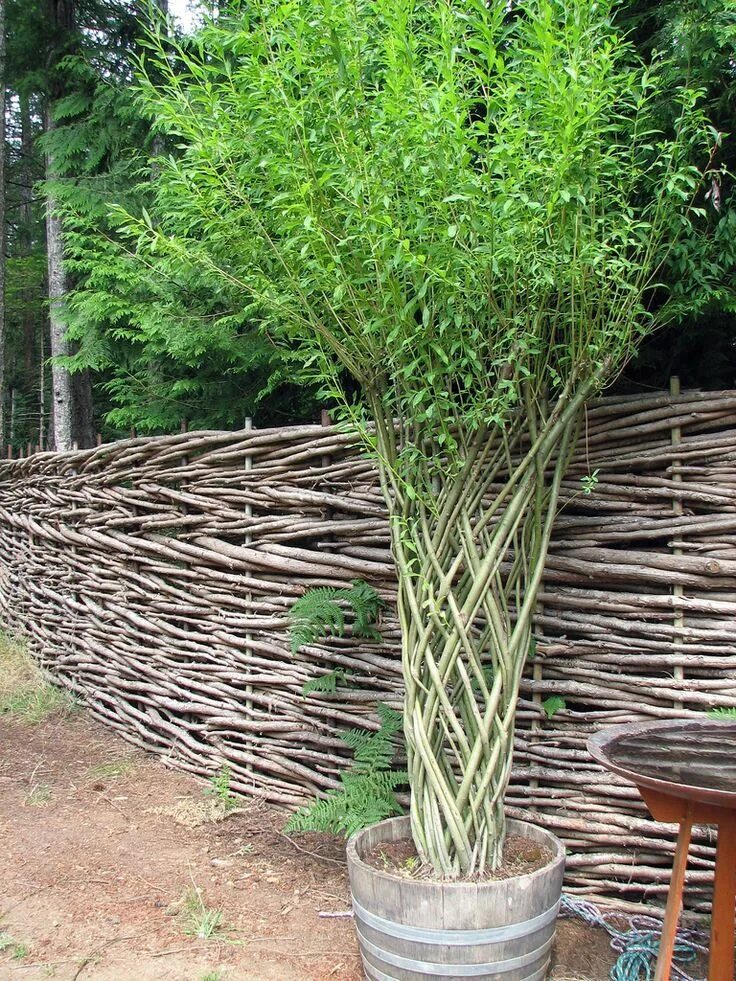 Плетеные деревья в ландшафтном дизайне фото Pin on Садовые деревья Garden inspiration, Garden yard ideas, Garden planning