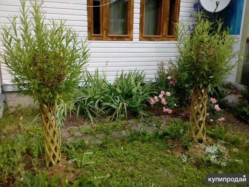 Плетеные ивы в ландшафтном дизайне фото Живое плетёное дерево в Санкт-Петербурге в Санкт-Петербурге
