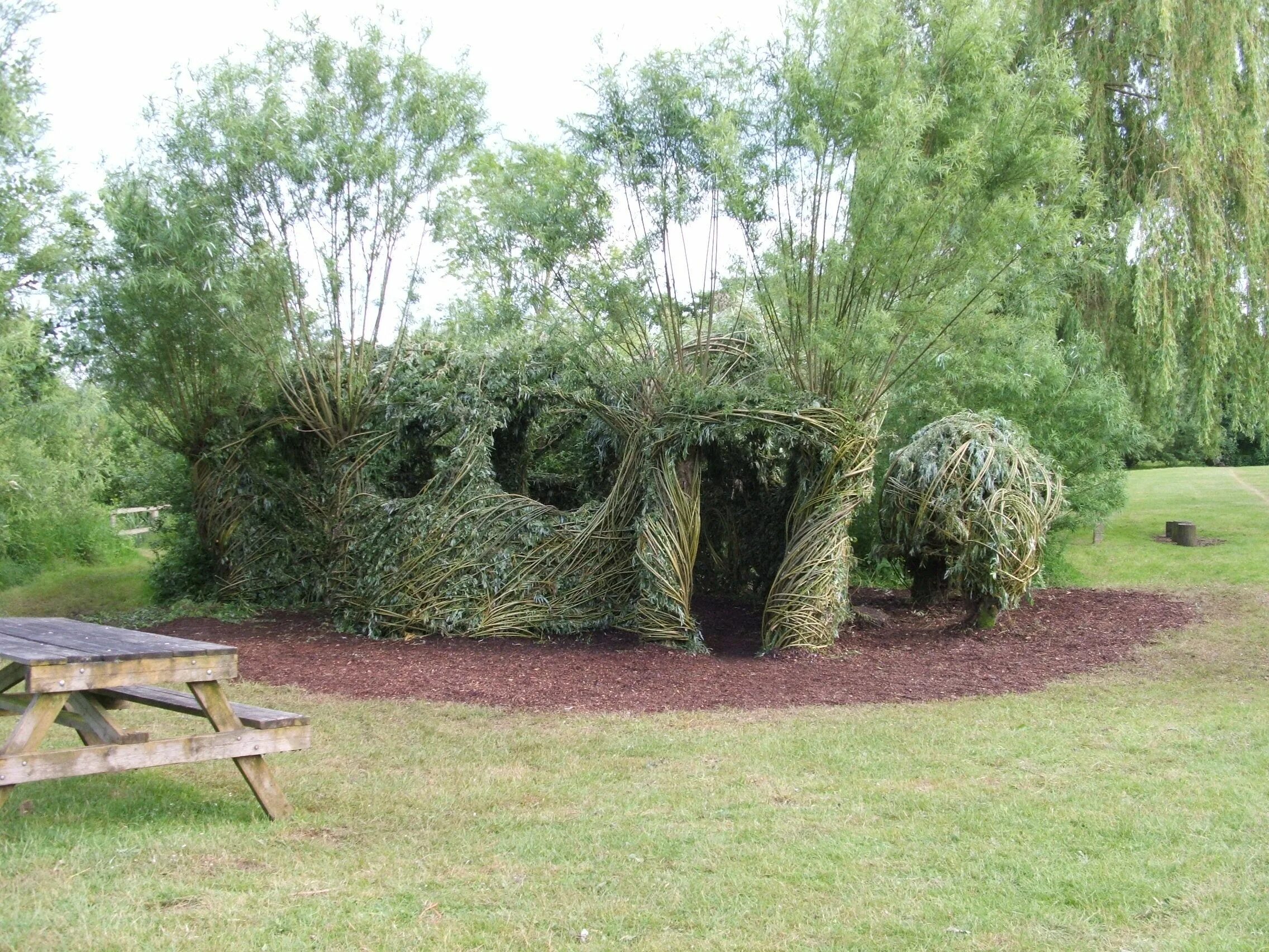 Плетеные ивы в ландшафтном дизайне фото Incredible willow structure! Living willow, Trees to plant, Plants