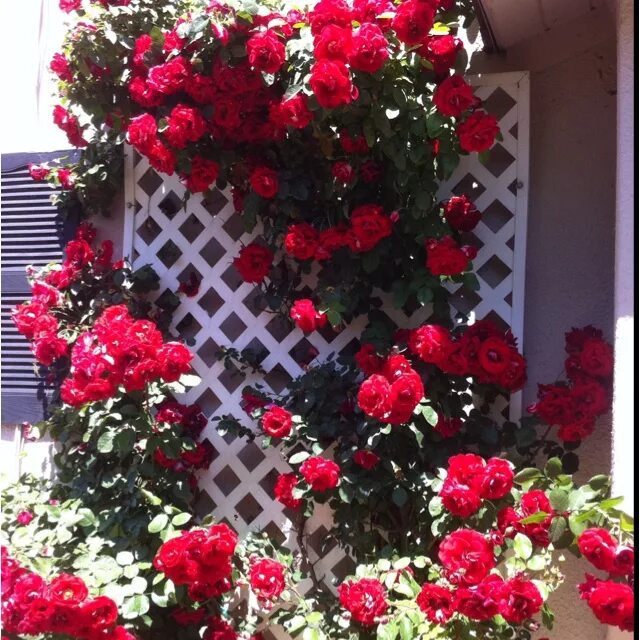Плетистая дон жуан фото и описание The don Juan rose running amok in the spring Climbing roses, Pretty gardens, Don