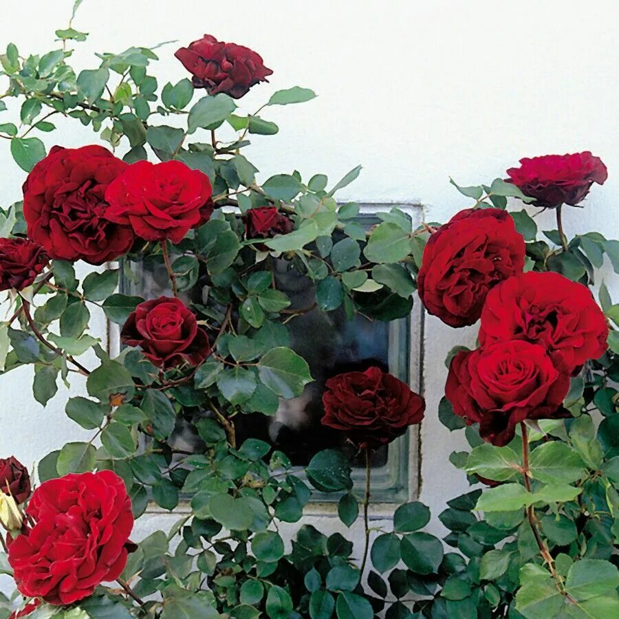 Плетистая дон жуан фото и описание Don Juan Climbing roses, Container roses, Planting roses