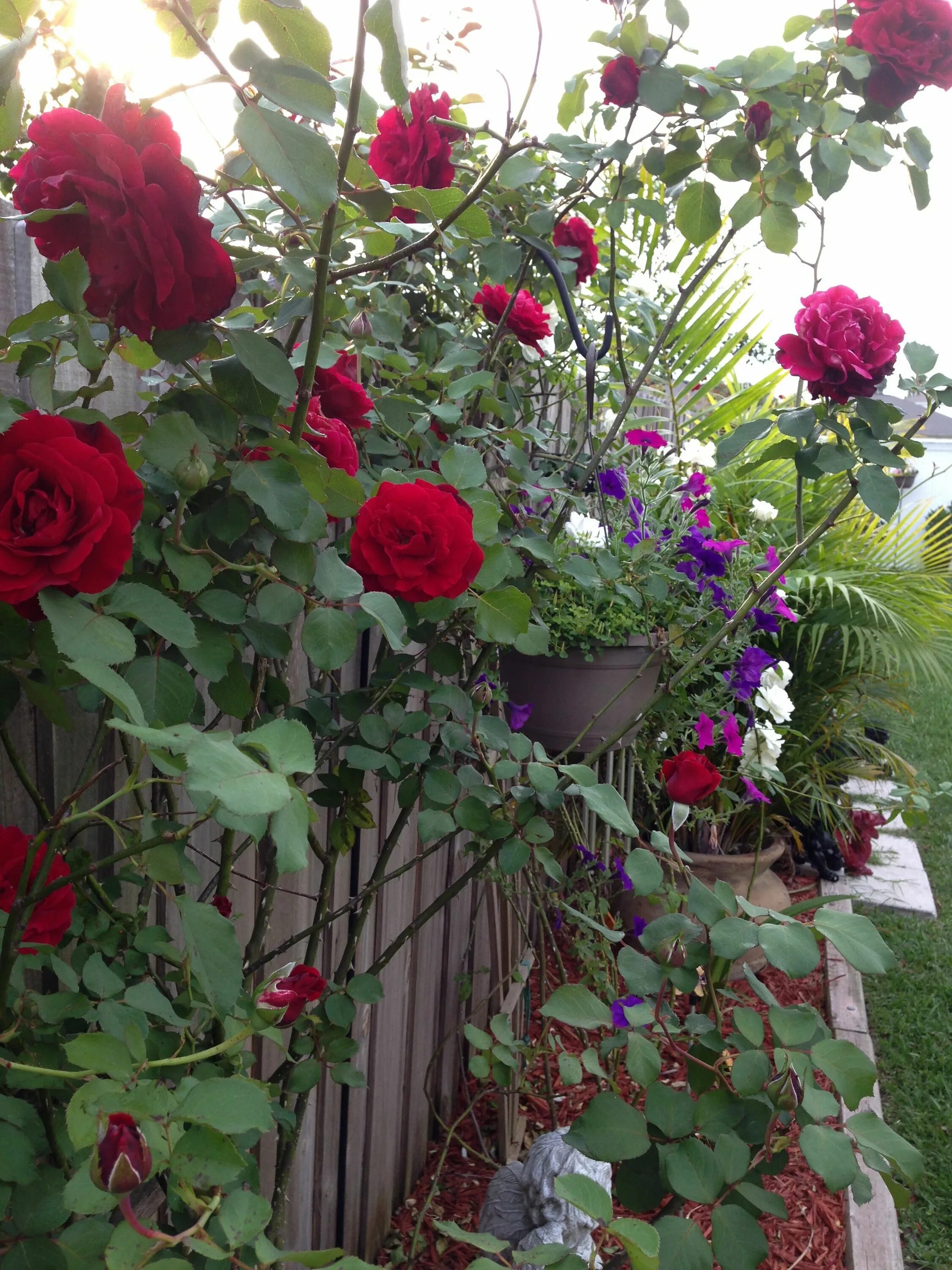Плетистая дон жуан фото и описание Don Juan roses Garden inspiration, Don juan rose, Garden living