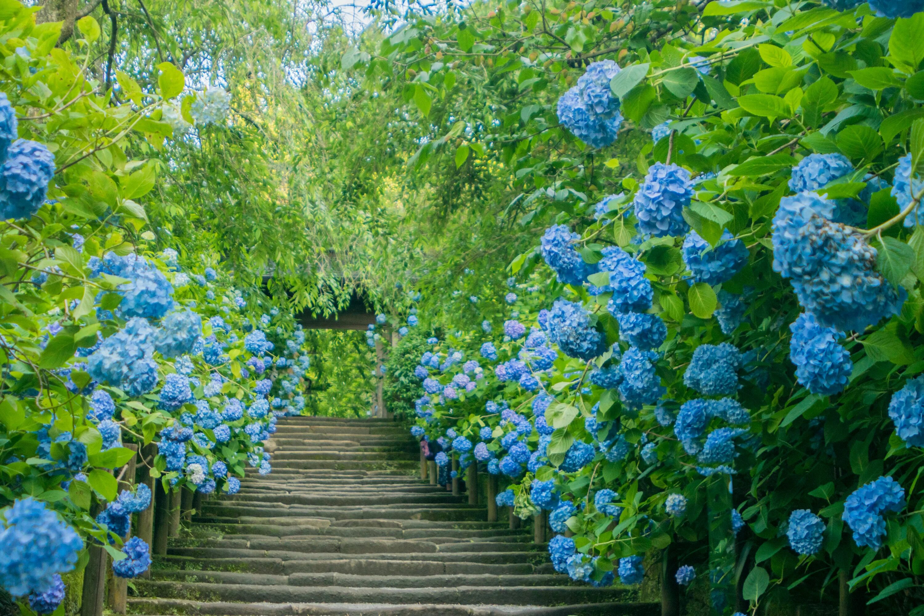Плетистая гортензия фото на садовом участке Free Images : flower, flowering plant, blue, hydrangeaceae, hydrangea, botany, s