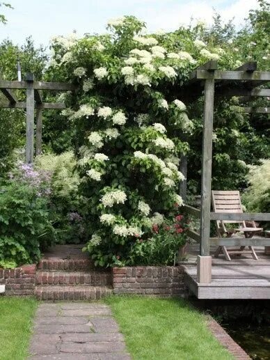 Плетистая гортензия фото на садовом участке Hydrangea anomale petiolaris klimhortensia 60-80 cm. Klimhortensia, Tuin, Horten