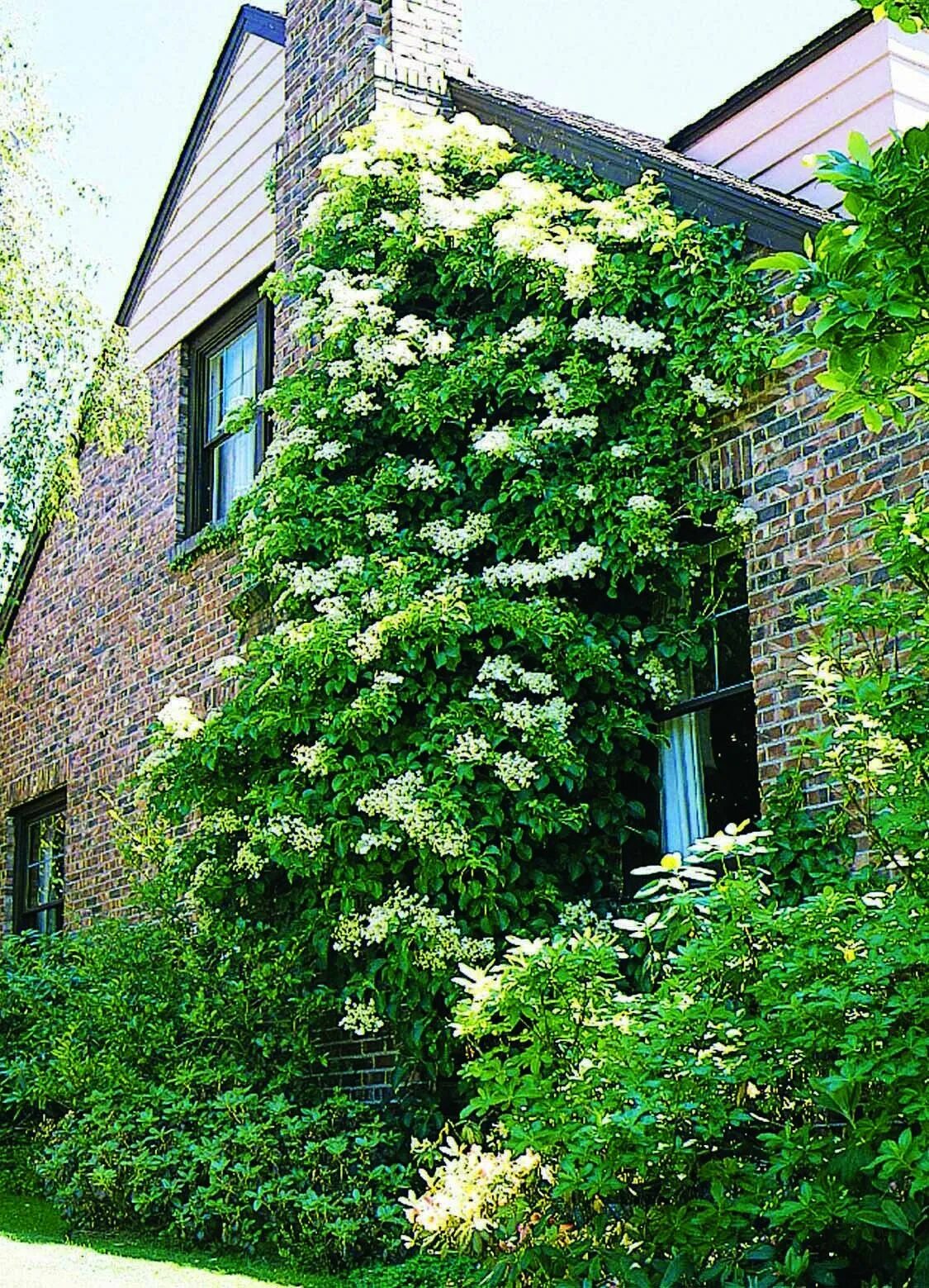 Плетистая гортензия фото на садовом участке Hydrangea Anom Pet300 Ls Climbing hydrangea, Hydrangea care, Climbing hydrangea 