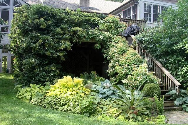 Плетистая гортензия фото на садовом участке Гортензия черешчатая Plants, Garden, Future house