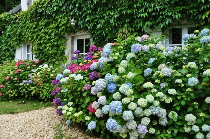 Плетистая гортензия фото на садовом участке Hortensien in der Bretagne Hortensien garten, Garten, Wassergarten