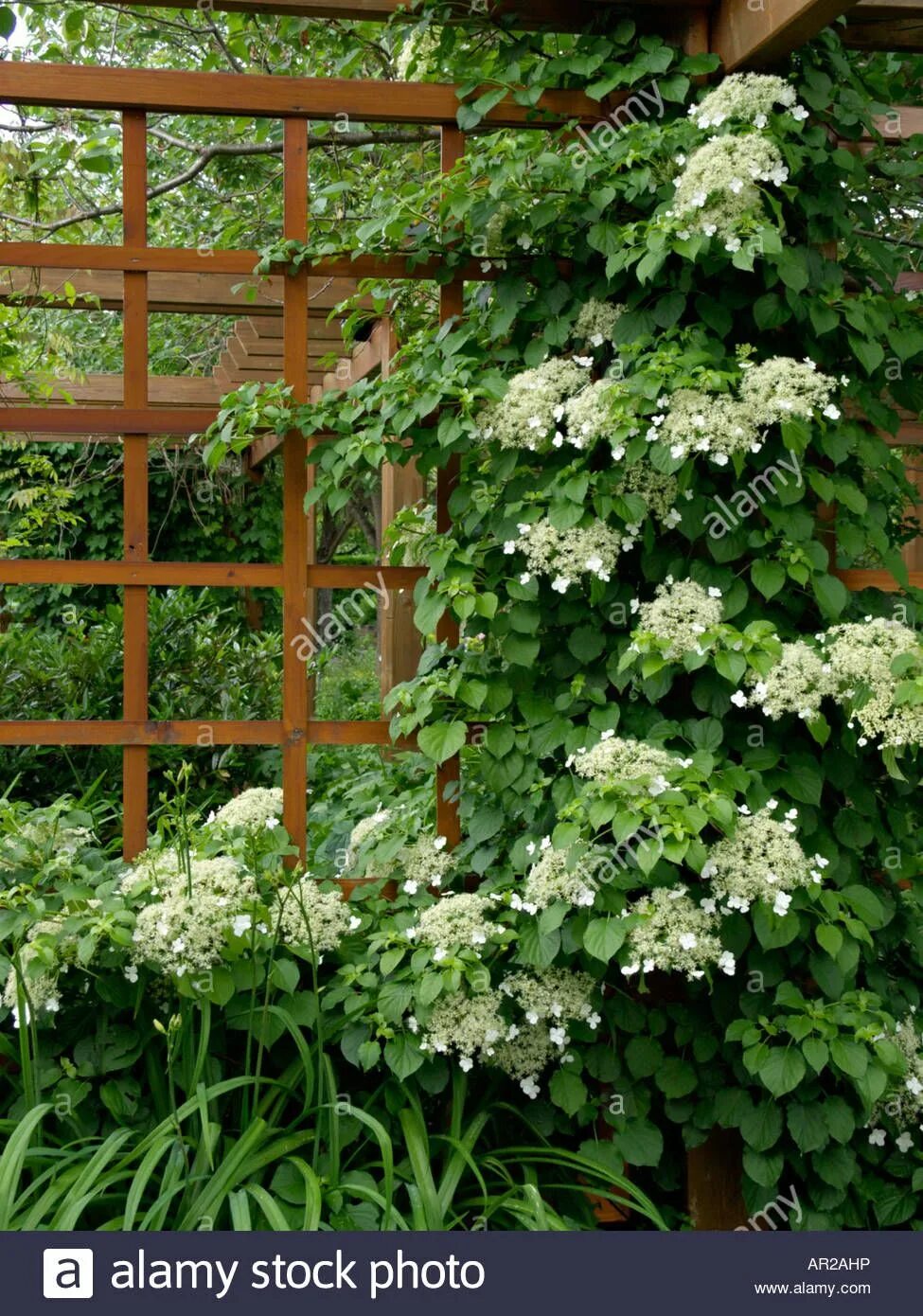 Плетистая гортензия фото на садовом участке Climbing hydrangea - B9 Climbing hydrangea, Hydrangea petiolaris, Cottage garden
