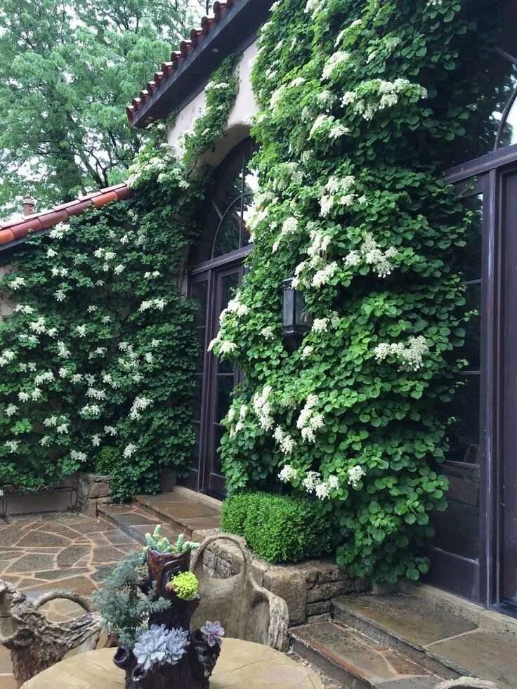 Плетистая гортензия фото на садовом участке Pin on Garden Climbing hydrangea, Wall climbing plants, Dream garden
