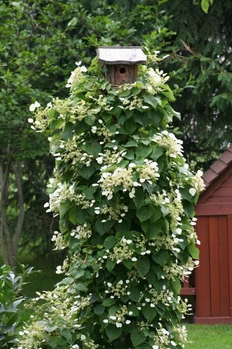 Плетистая гортензия фото на садовом участке Polka Dots Pretty Climbing hydrangea, Garden inspiration, Garden design