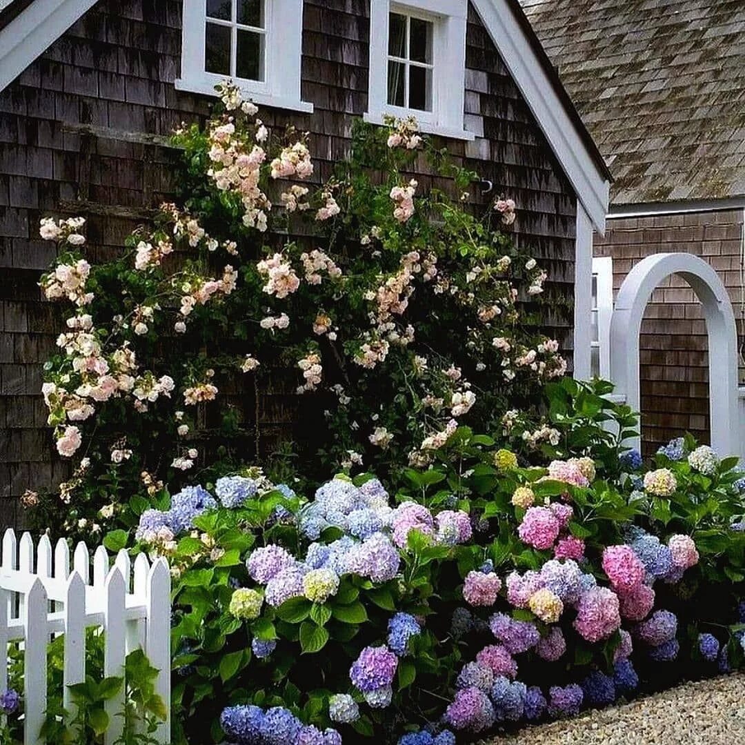 Плетистая гортензия фото на садовом участке How summer is this garden? Gorgeous Nantucket style wrapped in Climbing Roses an
