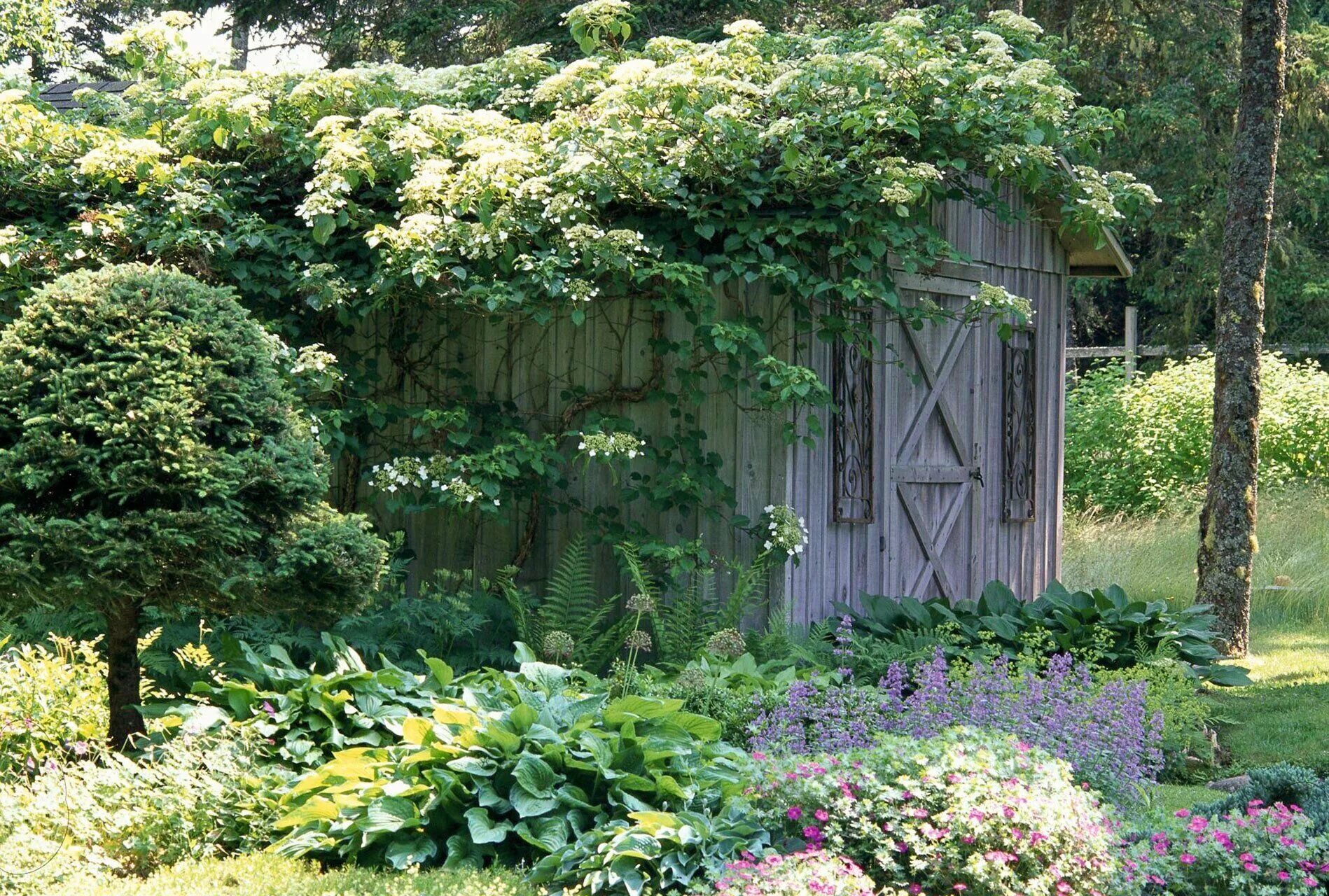 Плетистая гортензия фото на садовом участке The Best Types of Hydrangeas to Grow in Your Garden Hydrangea shade, Types of hy
