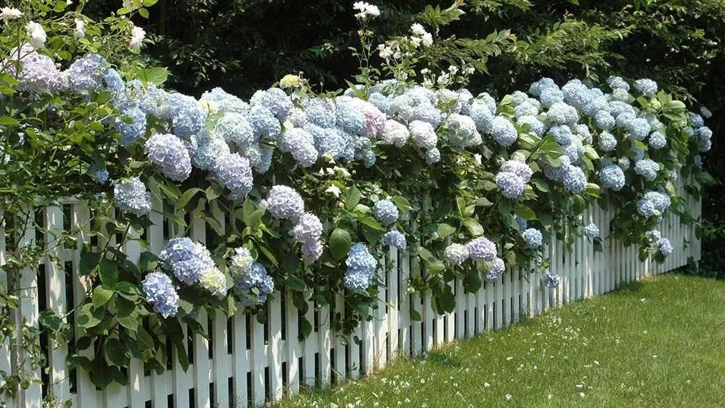 Плетистая гортензия фото на садовом участке Best fertilizer for hydrangeas Hydrangea not blooming, Growing hydrangeas, Ferti