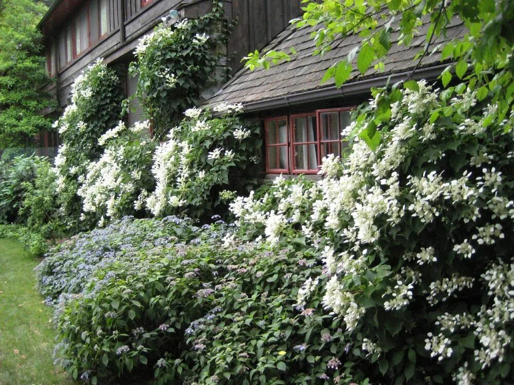 Плетистая гортензия фото на садовом участке Schizophragma hydrangeoides Fleurs simples, Clematite, Feuillage persistant
