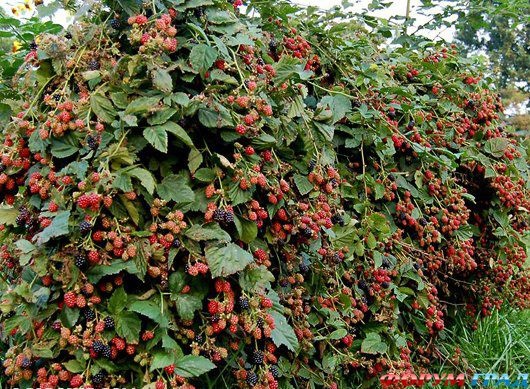 Плетистая малина фото и описание Ежевика сизая - Rubus caesius L. http://flower.onego.ru/liana/rubus_v.html Лиана