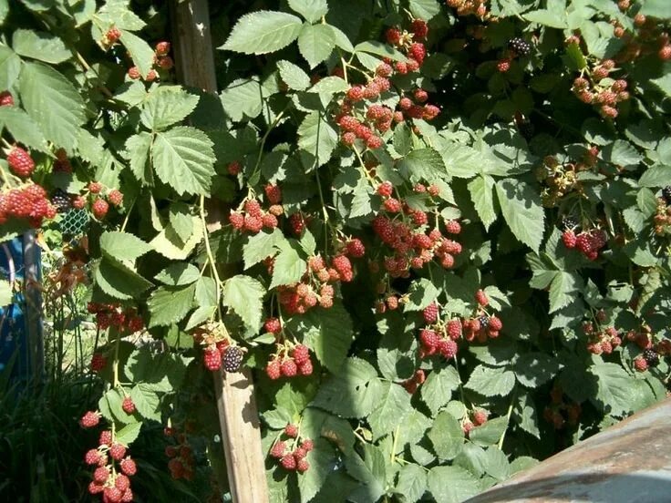 Плетистая малина фото и описание Pin by \u041A\u0443\u043B\u0438\u043A on Огород Plants, Berries, Garden