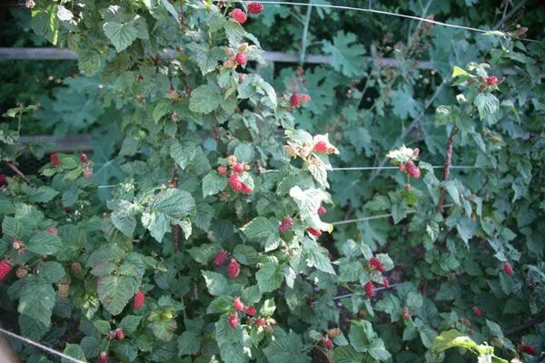 Плетистая малина фото и описание tayberry 'Buckingham' - tayberry Buckingham Plants, Garden, Fruit