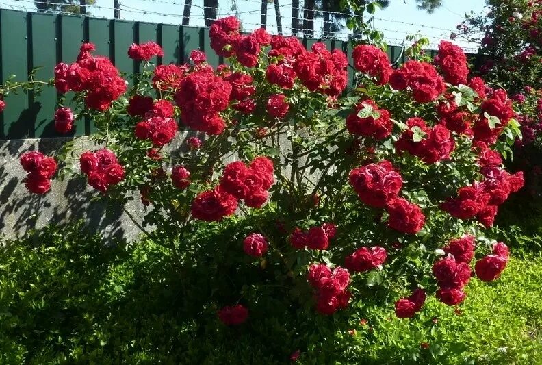 Плетистая роза амадеус фото АМАДЕУС (AMADEUS) плет.