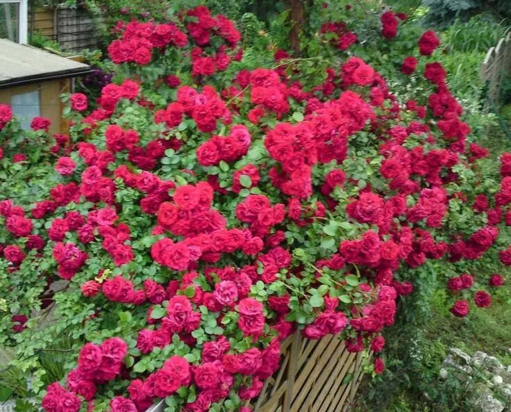 Плетистая роза амадеус фото и описание amadeus rose climber - Google Search Climbing roses, Red climbing roses, Garden