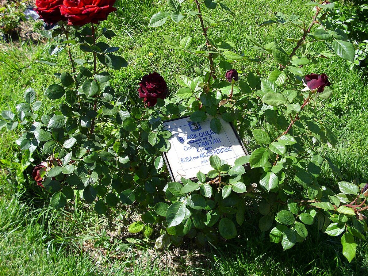 Плетистая роза черная королева фото File:Rosa 'Black Queen' Tantau, J. RPO.jpg - Wikimedia Commons