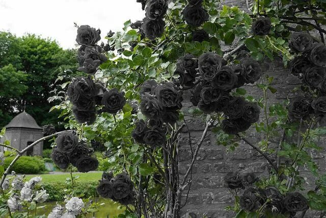 Плетистая роза черная королева фото Existem rosas negras que nascem apenas em um lugar no mundo, uma aldeia chamada 