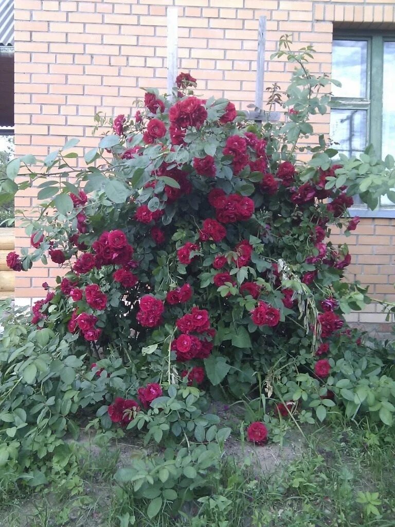 Плетистая роза черная королева фото Помогите спасти розу - Форум - Ботаничка