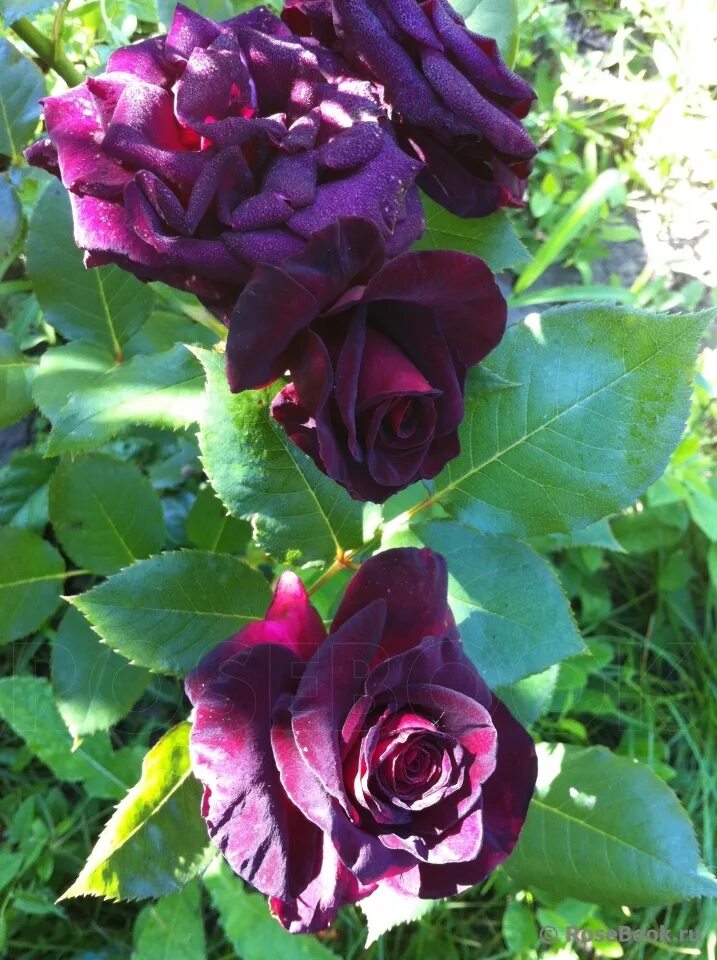 Плетистая роза черная королева фото Галерея - Black Baccara (MEIdebenne) - Энциклопедия роз