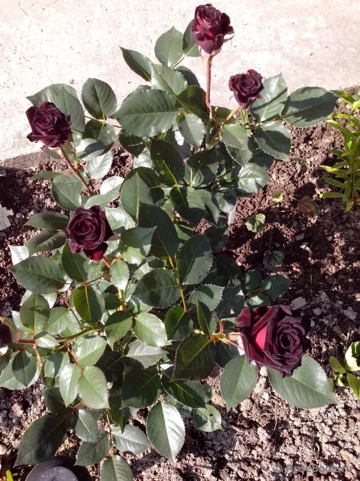 Плетистая роза черная королева фото Галерея - Black Baccara (MEIdebenne) - Энциклопедия роз