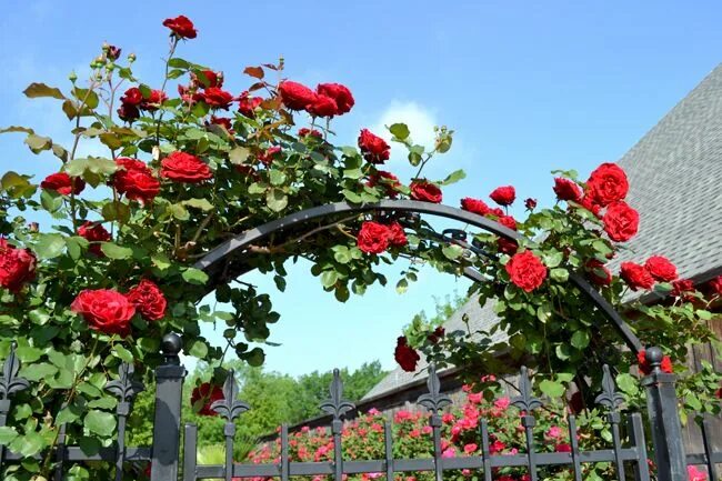 Плетистая роза дон жуан фото Don Juan Climbing Roses rock this arbor Hoa hồng leo, Giàn hoa hồng, Hoa hồng
