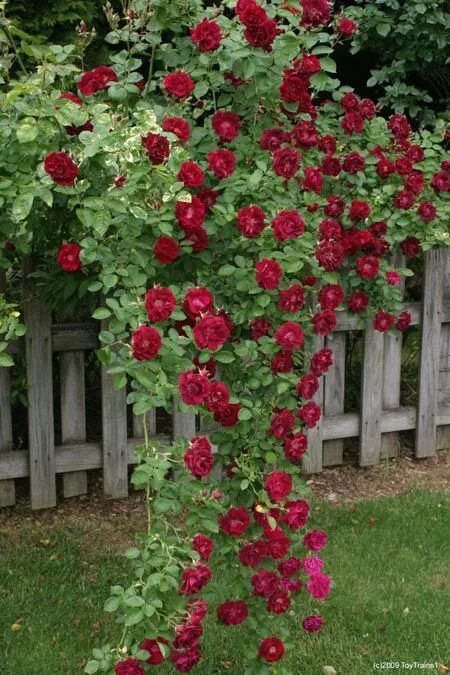 Плетистая роза дон жуан фото Dr. Huey Rose-This variety is used for grafting purposes, but no one explained t