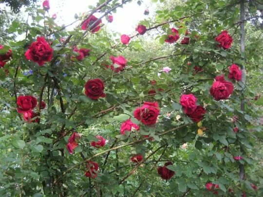 Плетистая роза дон жуан фото Плетистая роза "Дон Жуан" (22 фото): описание сорта, особенности посадки и ухода