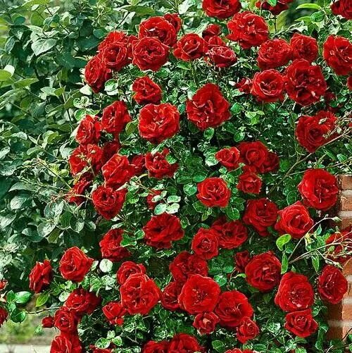 Плетистая роза дон жуан фото Роза плетистая (Rosa Don Juan) пакет Розы плетистые для веранды и арки. Декорати