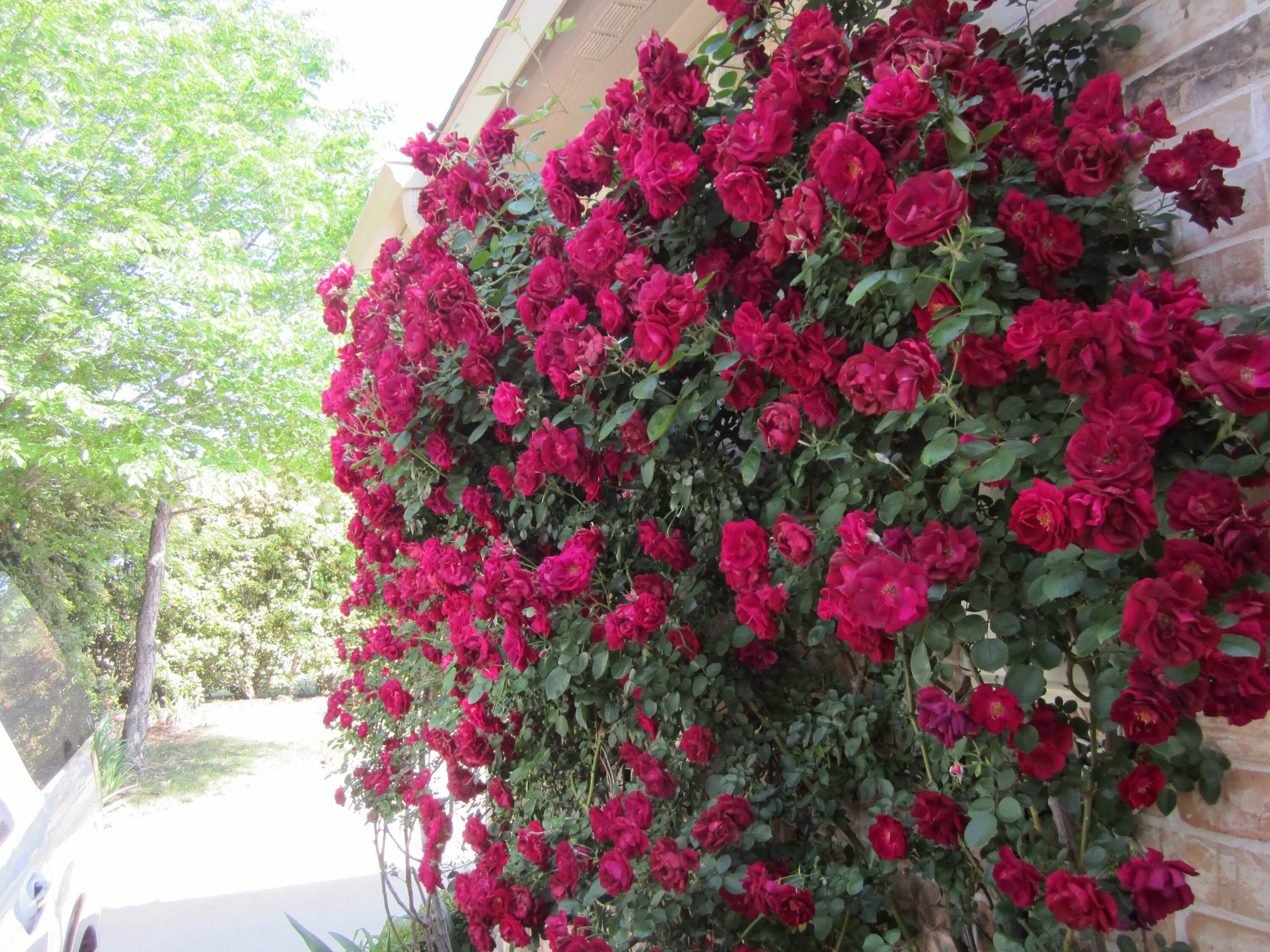 Плетистая роза дон жуан фото Don Juan rose wall Purple climbing roses, Rose plant care, Climbing roses