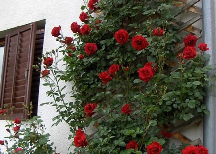 Плетистая роза дон жуан фото don juan roses images don juan don juan is a climbing roses cultivar with large 
