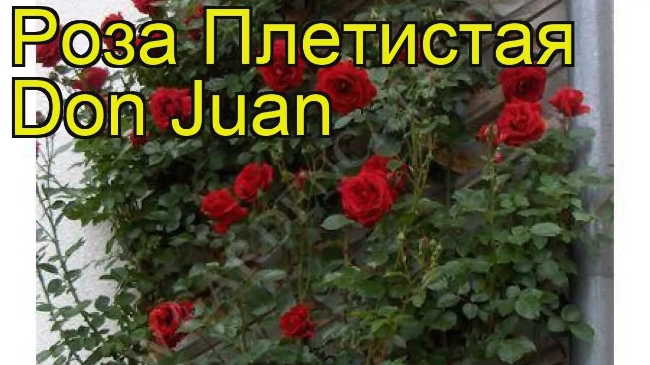 Плетистая роза дон жуан фото Роза плетистая Дон Жуан (Don Juan). Краткий обзор, описание характеристик, где к